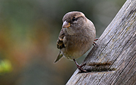 House sparrow (female, Passer domesticus)